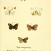 papilio eupheme plate 